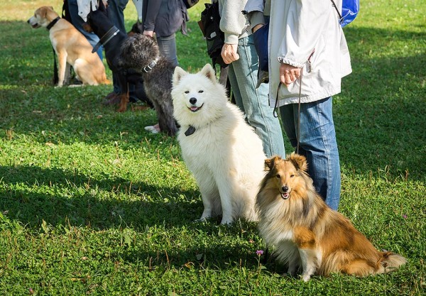 2016 Spring Dog Training Classes Group