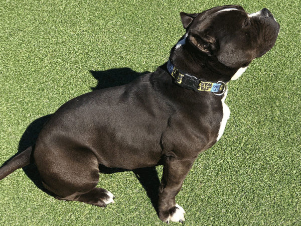 Akira Adopt Staffordshire Bull Terrier