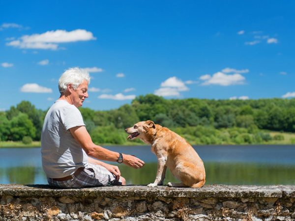 Behavioral Training For Adopted Dogs New Tricks