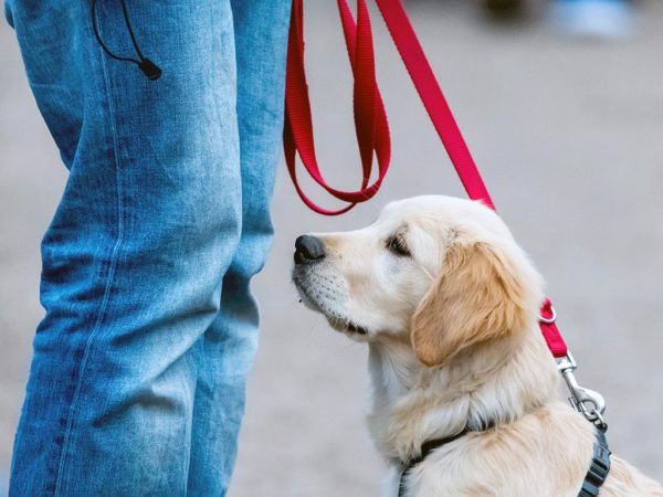 Best Dog Trainers In Long Island Red Leash