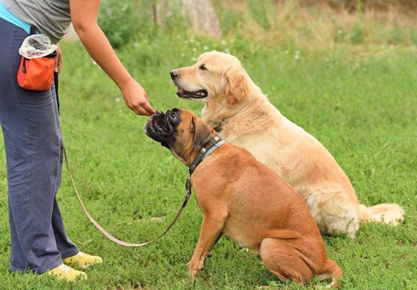 Best Dog Trainers Long Island New York In Action