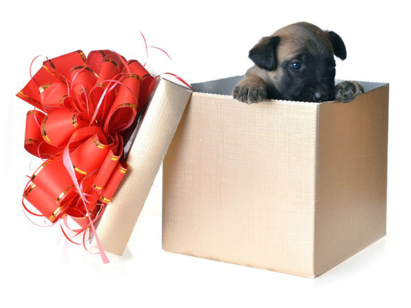 Best Dog Trainers in Long Island Puppy Gift