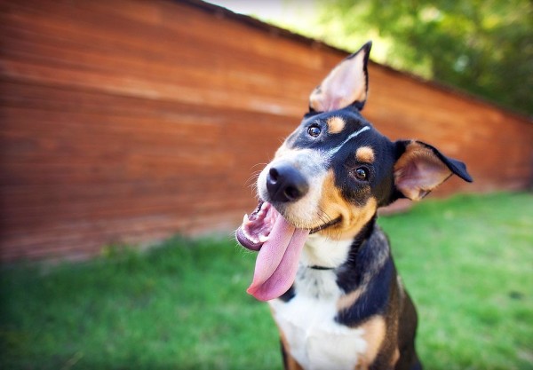 Bethpage Dog Training Creates Canine Companions