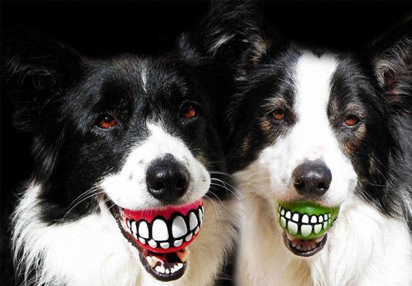 Bethpage Dog Training Canine Gift Ideas Grinz Balls