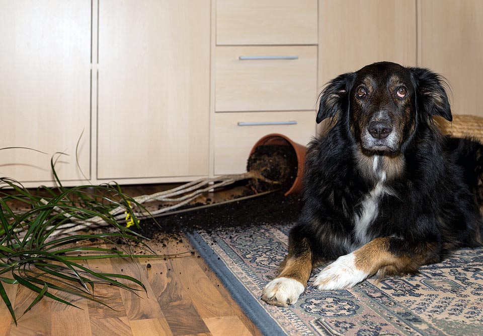 Bethpage Dog Training Fix Behavior Issues Bethpage Dog Training Fix Behavior Issues