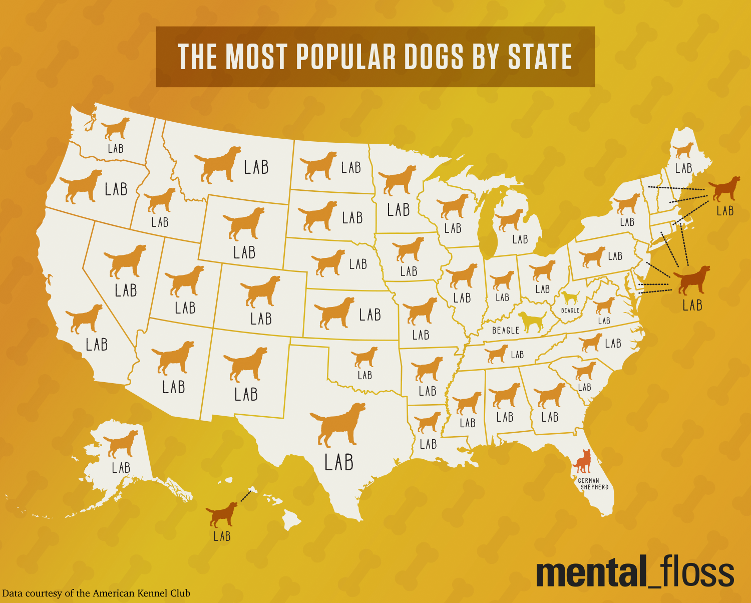 what are the most popular dogs in america