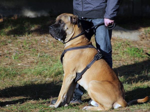 Cane Corso Hicksville Dog Training