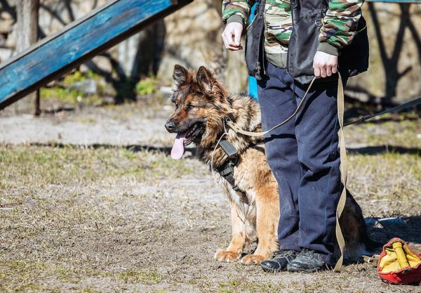 Canine Commander Group Class Dog Training