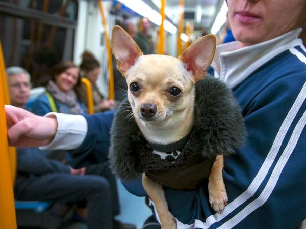 Canine Environmental Socialization Dog In Public