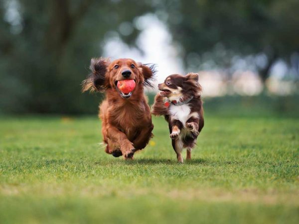 Canine Exercise