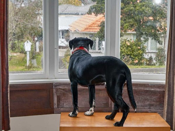 Canine Separation Anxiety Tips