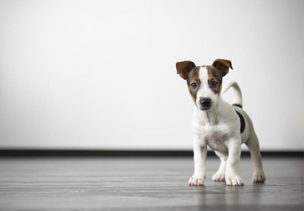 Canine Training Center Sharp Dog