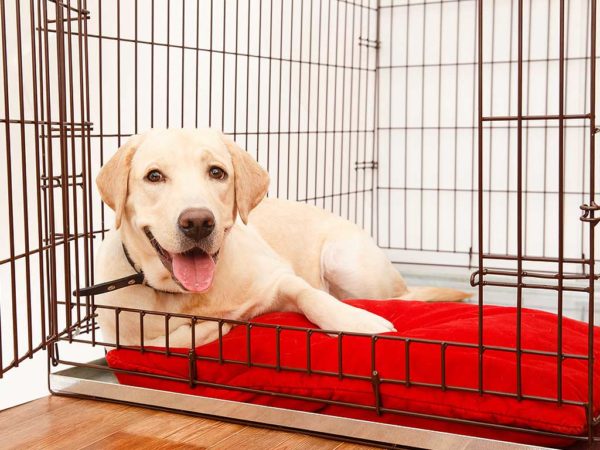 Crate Training Your Dog Tips
