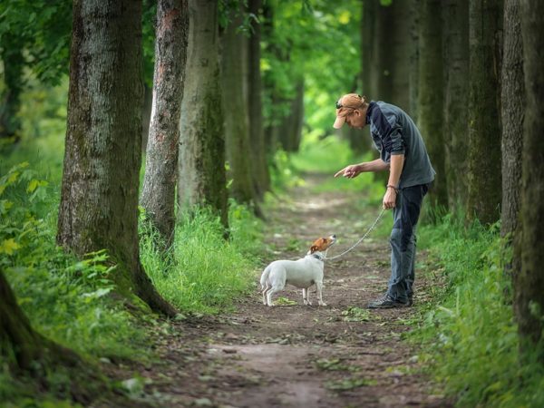 Dog Commands Walk In The Woods