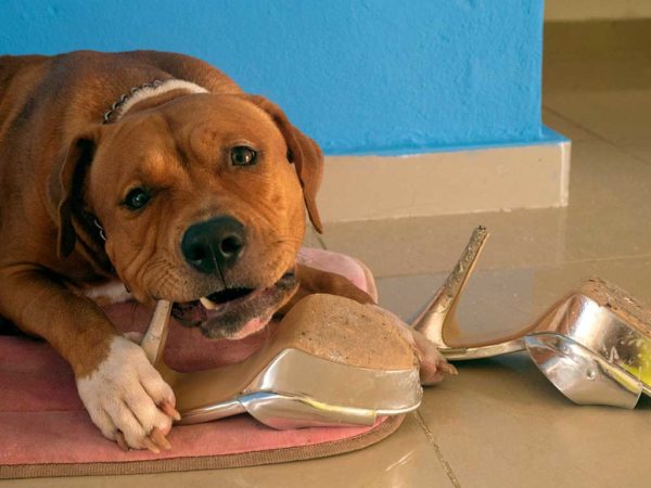 Dog Destroy Furniture Chewes Shoes