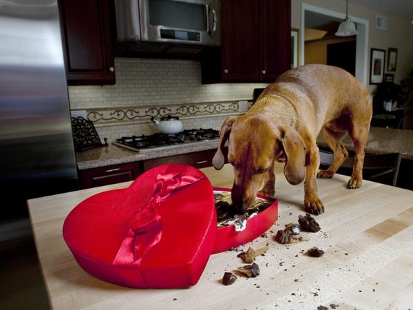Dog Eat Chocolate