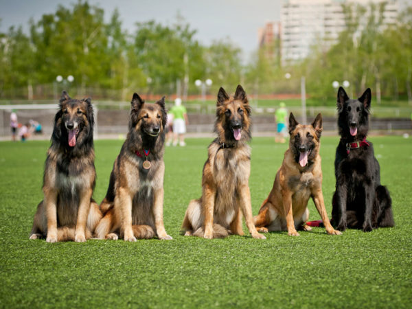 Dog Obedience Group Class Shepards