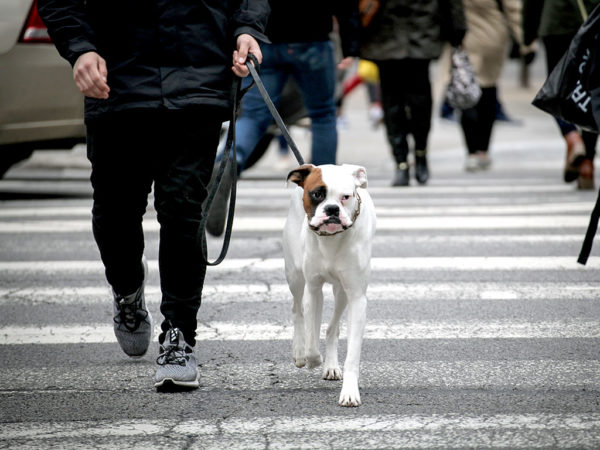 Dog Obedience Training Canine Safety Walking Dog