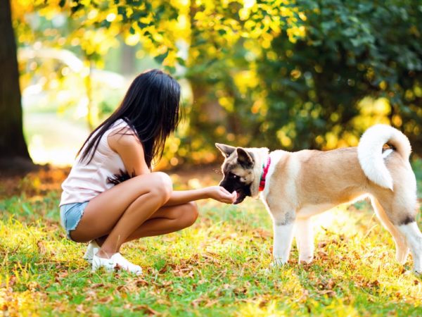 Dog Park Behaved Dog Plainview Dog Training