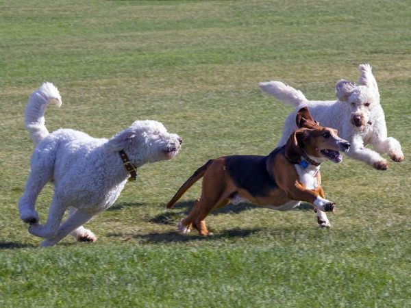 Dog Park The Best Dog Trainers In Long Island