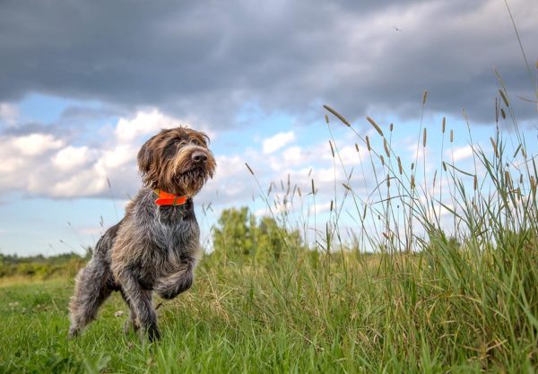 Dog Poop Magnetoreception