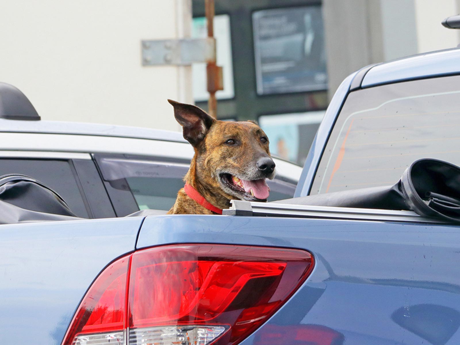 Dog Riding in a Truck Bed