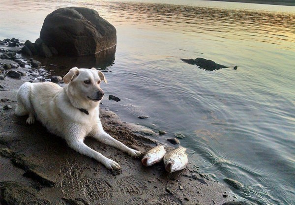 Dog Training Long Island Nassau Working Dog Saydee