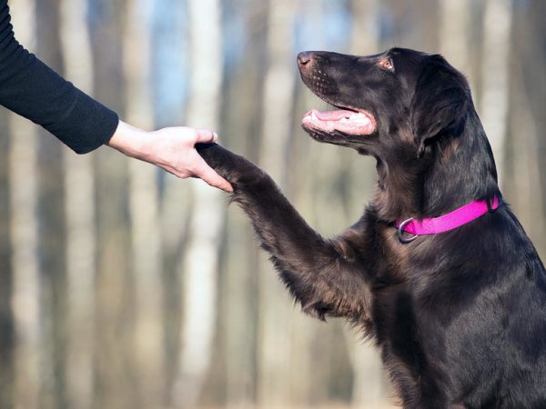 Dog Training Nassau County Long Island Shaking Paw