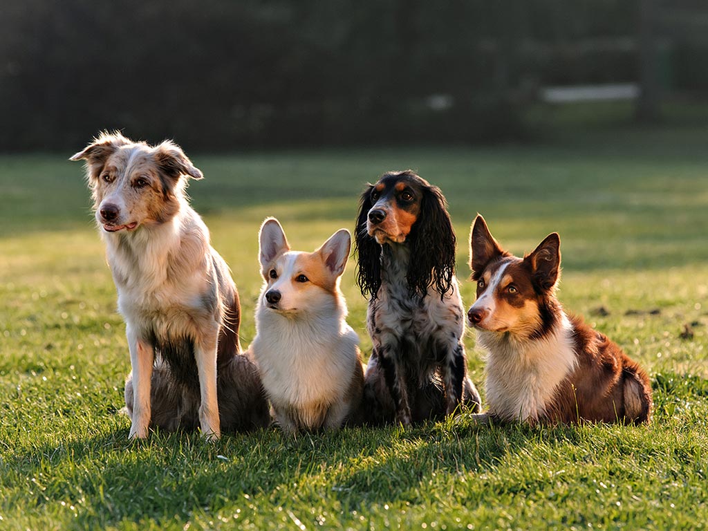 Dog Training Refresher Dog Training Refresher