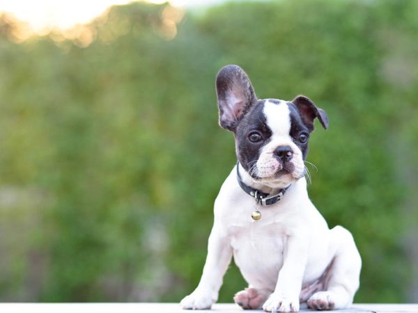 Doggie Camps In Long Island English Bulldog