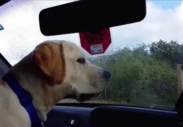 Watch Silly Dog Gifs of Dogs Being Dogs