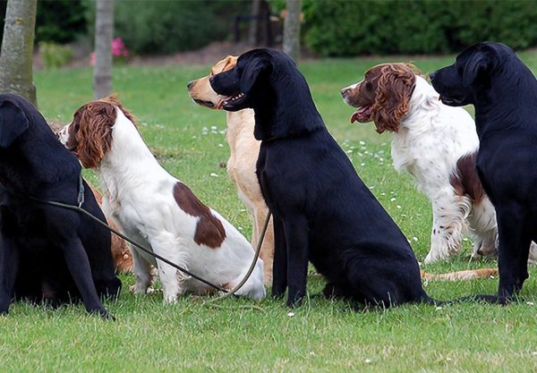 Dogs in Canine Commander Group Classes