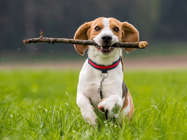 Exercise With Your Dog Play Fetch