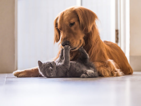 Learn Tips for Choosing a Family Dog For a Cat Person