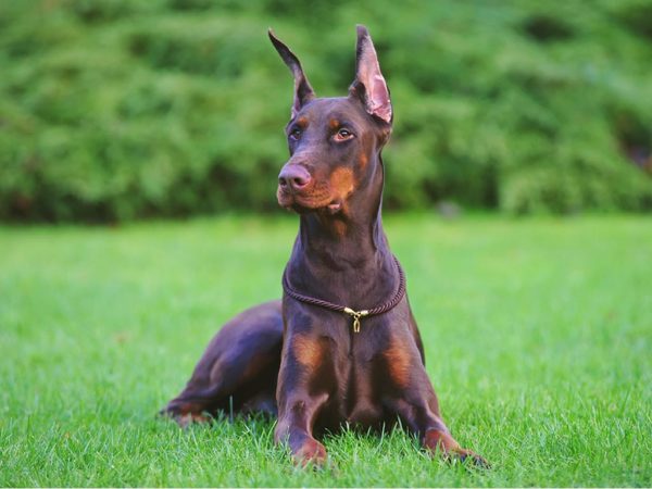 Get Professional Doberman Training