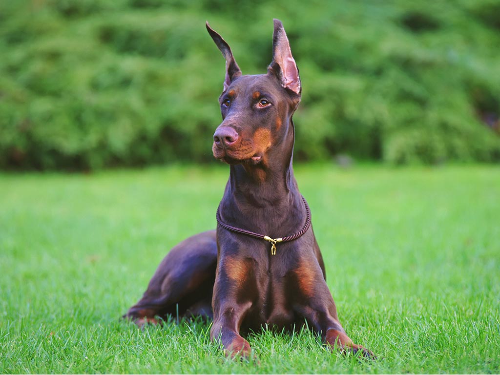 what do i need for a new doberman puppy