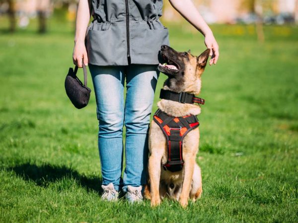Give Dog Training Classes Gift