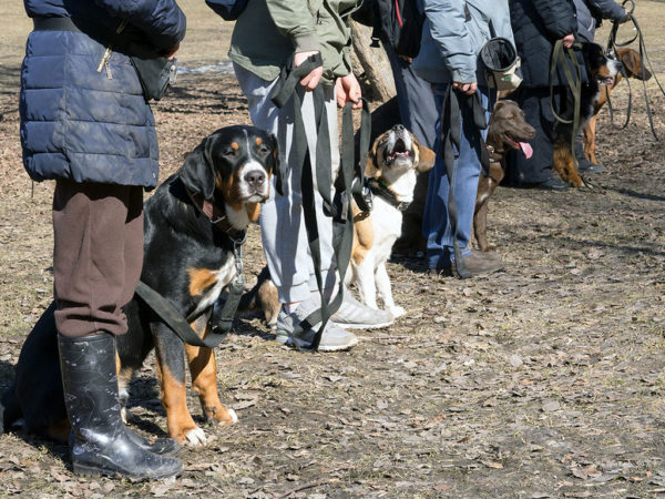 Group Obedience Classes Grow Closer Summer