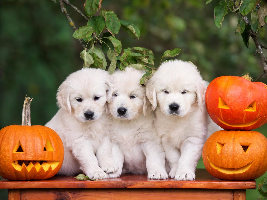 Halloween Dog Training