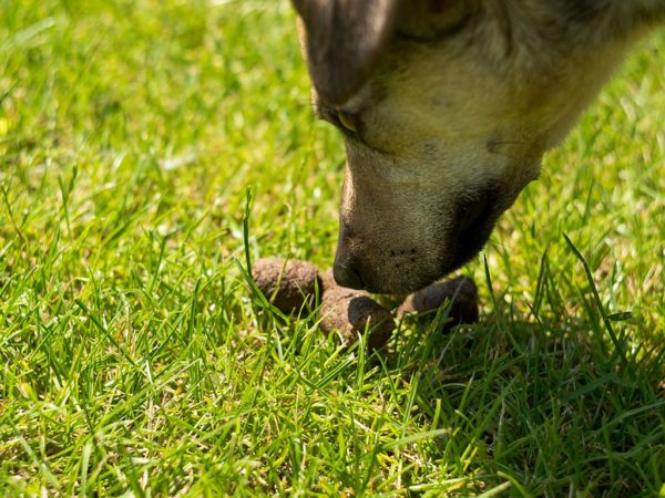 Hicksville Dog Trainers Dogs Eating Fecal Matter