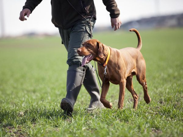 High Quality Dog Training On Long Island