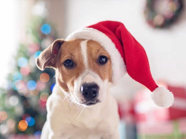 Holiday Dog Safety Tips