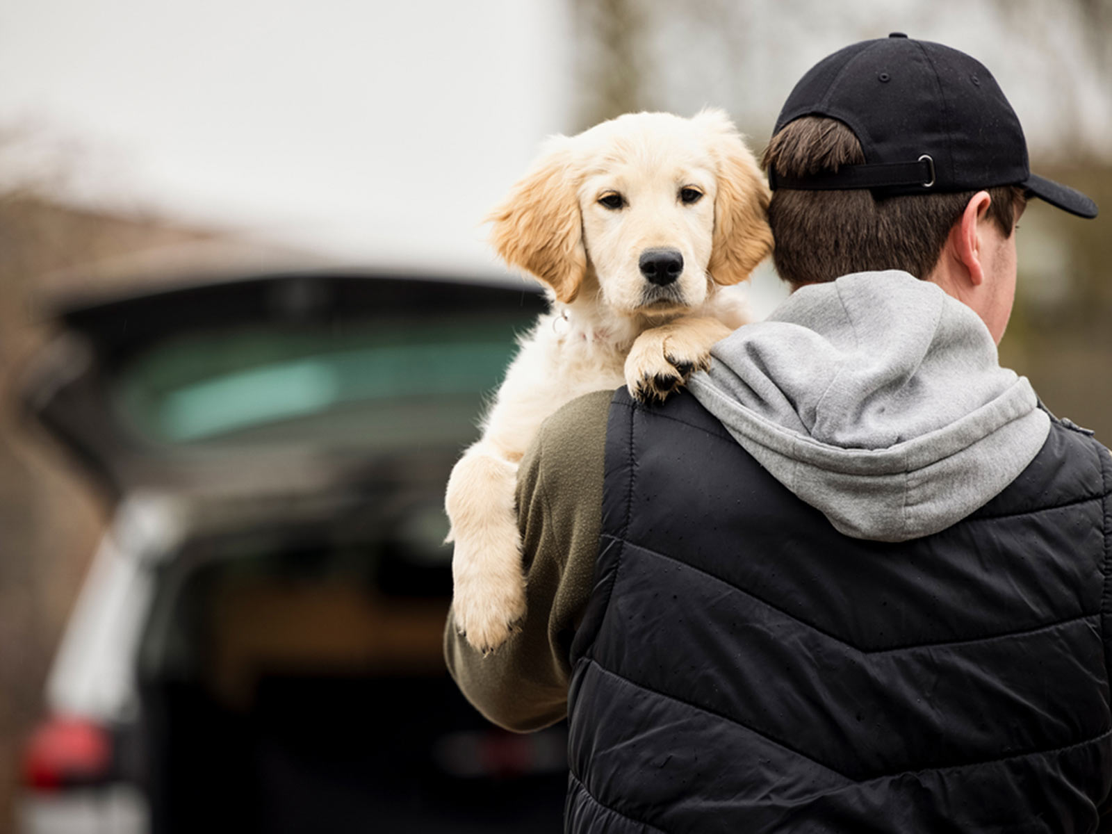 Home Dog Thefts During Pandemic