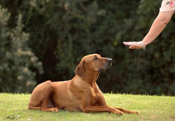 Ideal Dog Trainers Long Island New York In Action