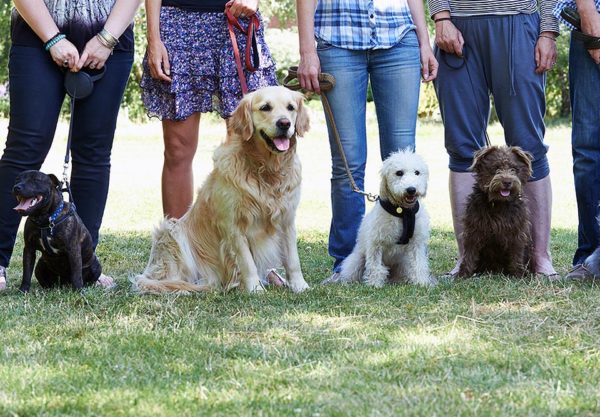 June 2016 Group Dog Training Classes Canine Commander