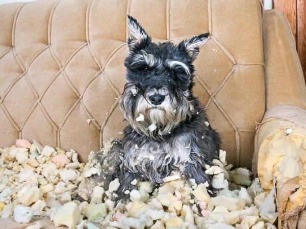 Long Island Dog Obedience Training Schnauzer