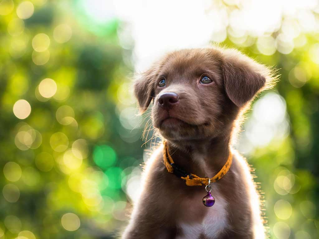 Long Island Dog Training Canine Behavior Long Island Dog Training Canine Behavior