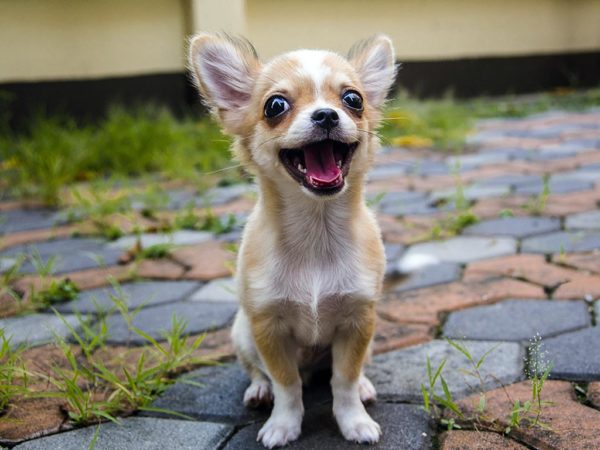 Long Island Dog Training Chihuahua Behaving Poorly