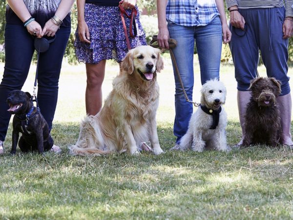 Long Island Dog Training Group Classes