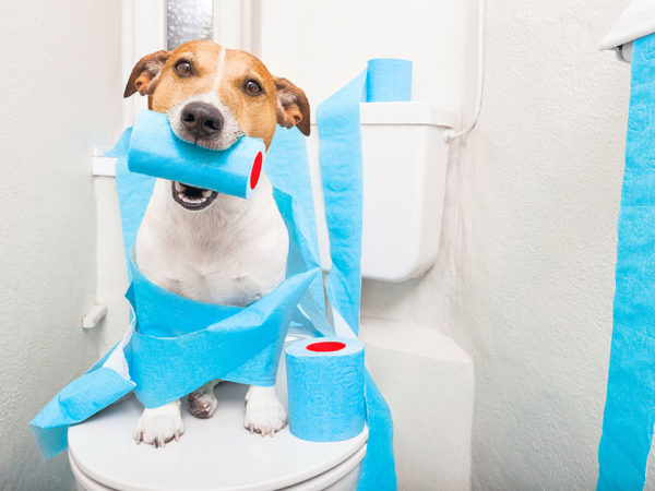 Long Island Puppy Trainers Bathroom Skills
